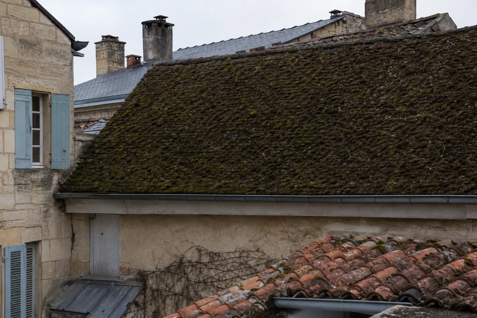 Versant de toiture au nord entièrement recouvert de mousse épaisse et de lichen